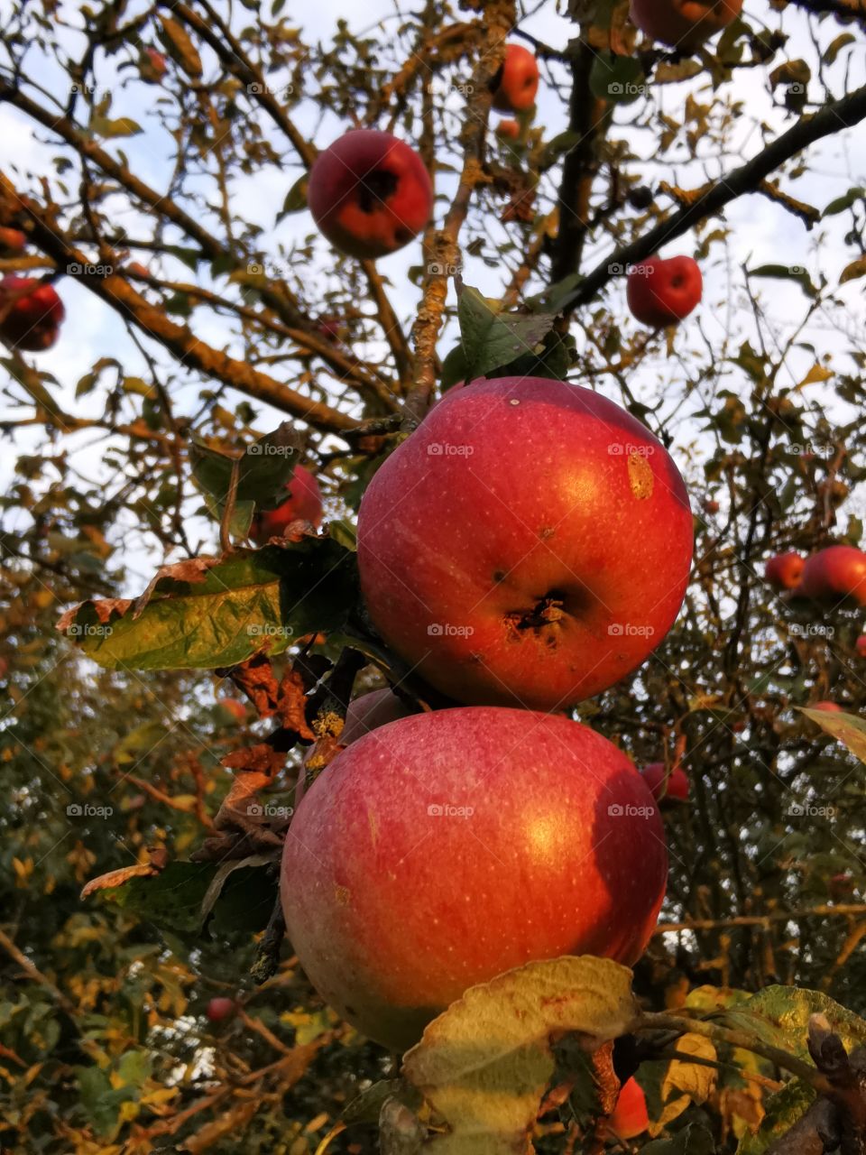 Red apples