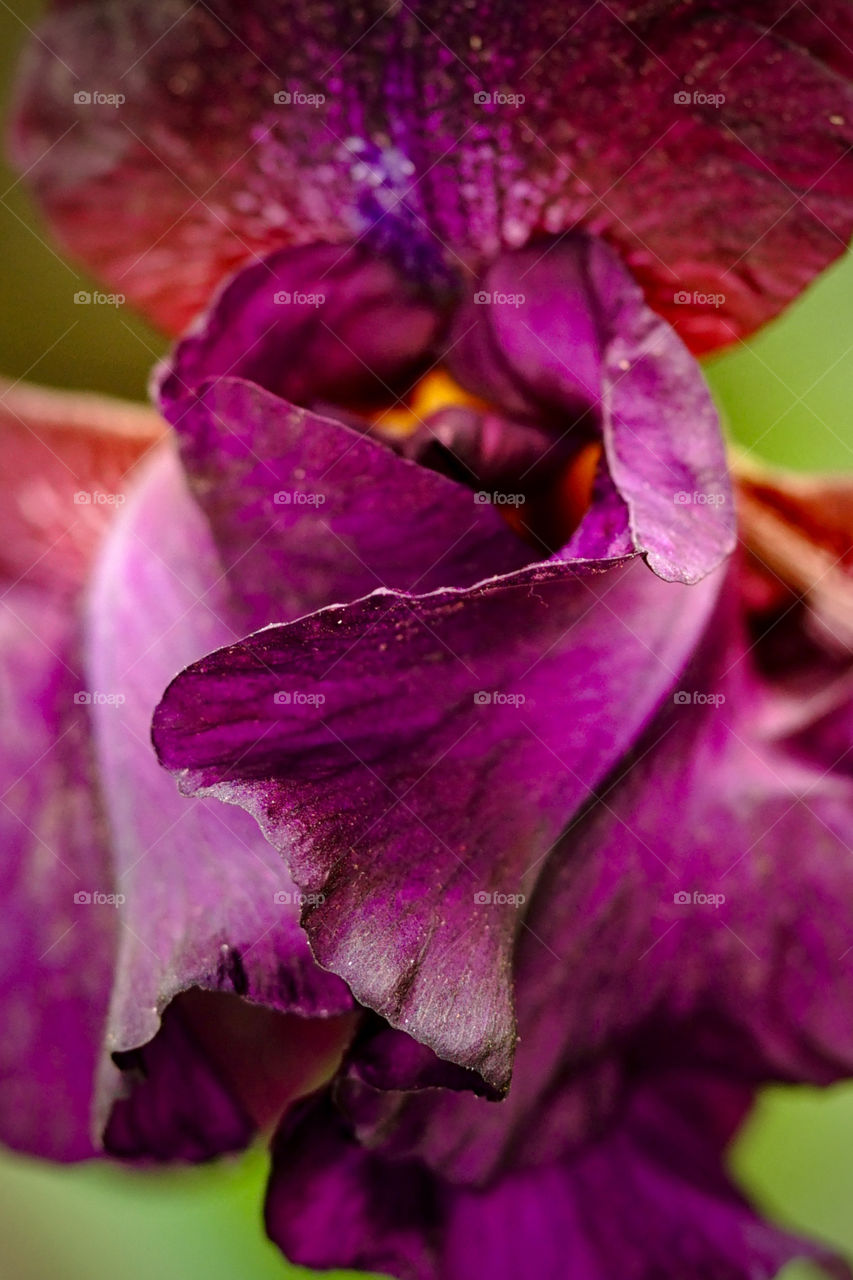 Purple Petals