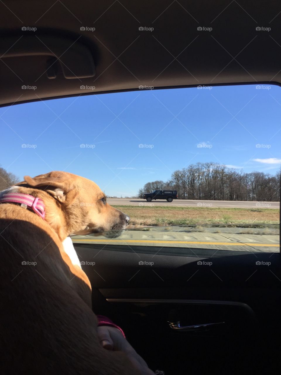 Doggie car ride