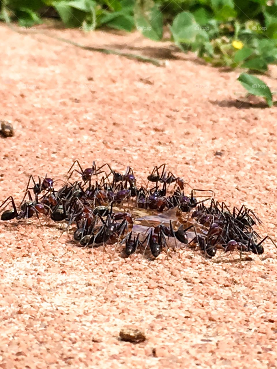 Hungry army of worker ants gather to feed