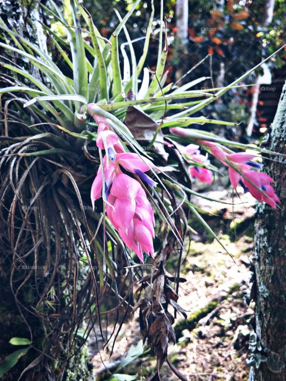 Desabrochar simbólico da primavera