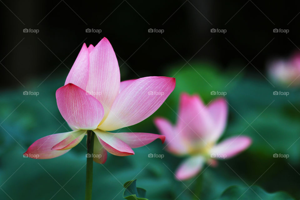 summer lotus