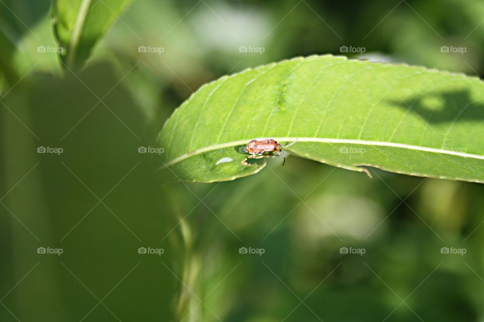 Beetle on plants