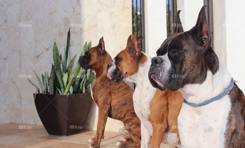 THREE PUREBRED BOXER DOGS
