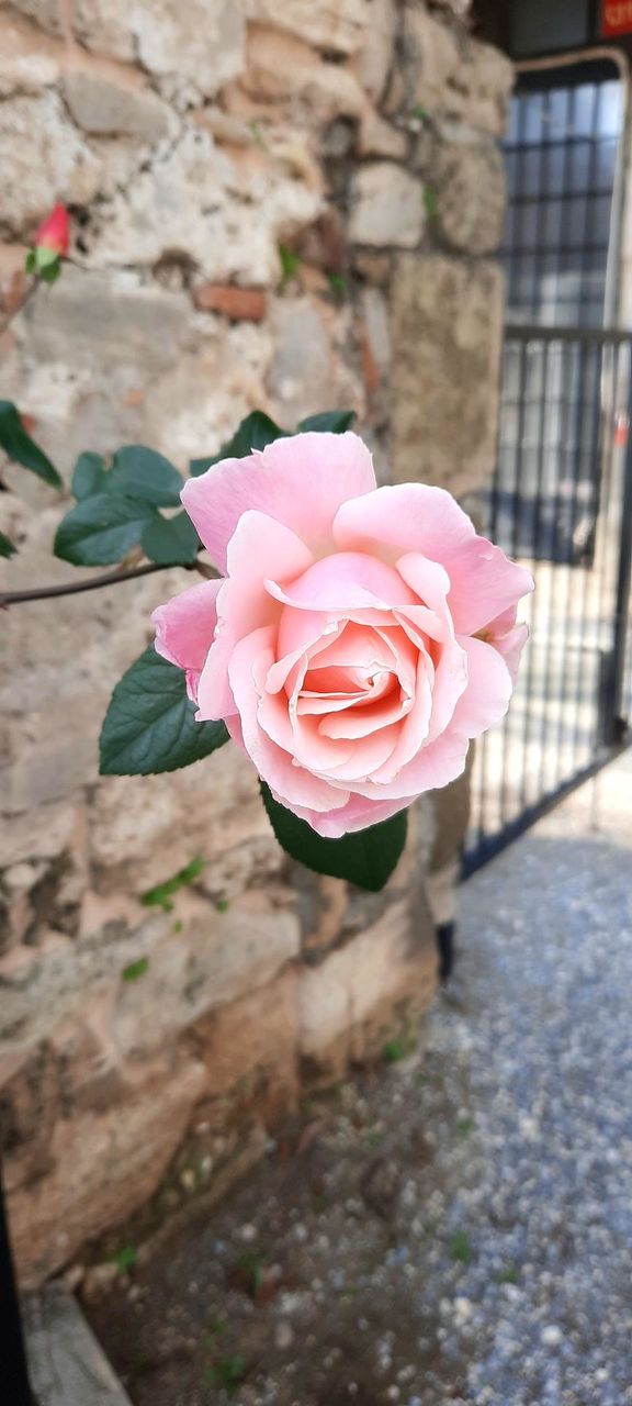 Роза 🌹 Rose