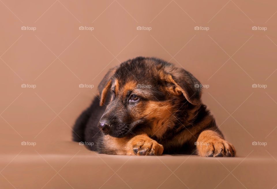 German shepherd puppy on light brown background 