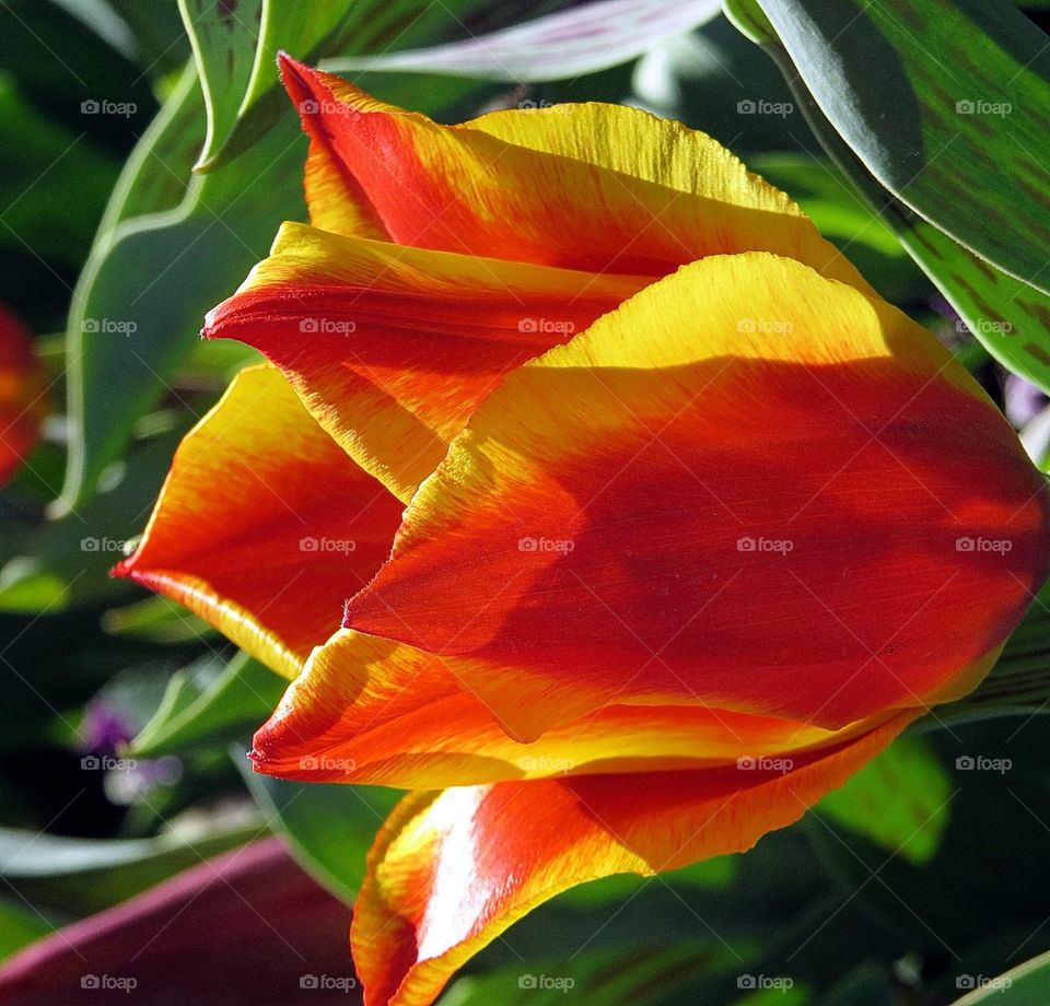 Tulip. Bright Tulip