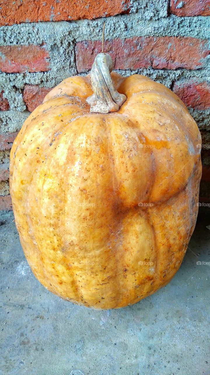 Cucurbita is a genus of herbaceous vines in the pumpkin family