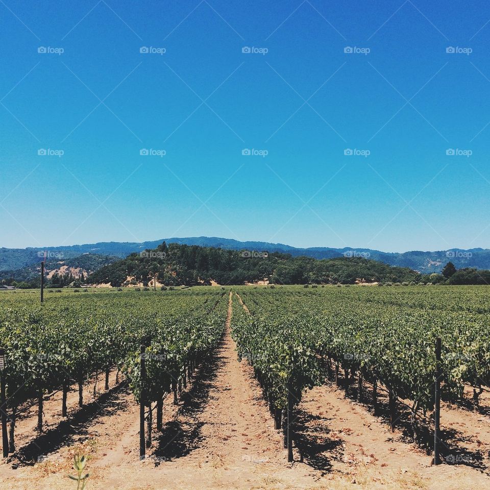 Vineyards of Napa Valley