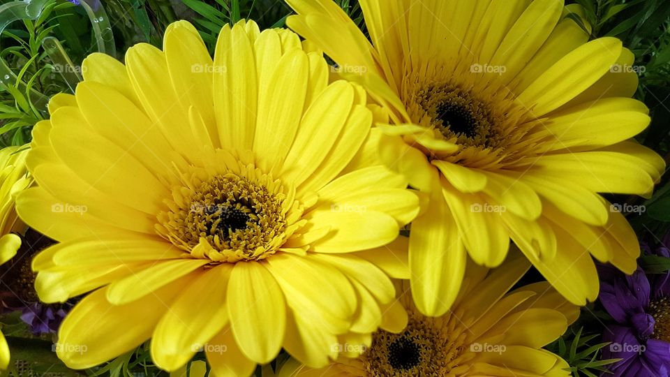 yellow gerbera flowers