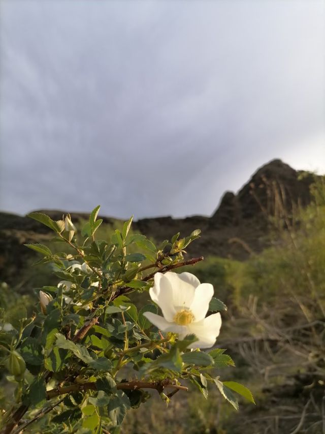Gardenia