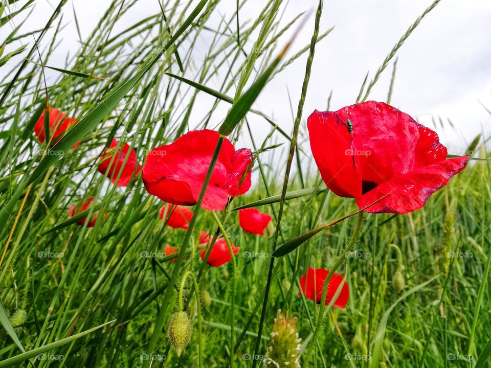 Red poppies in a wheat field