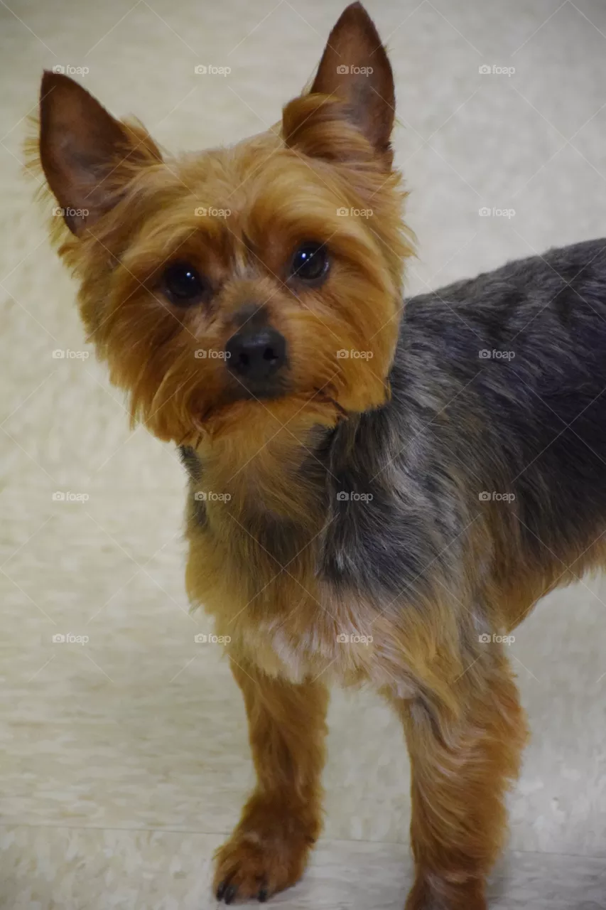 Dog, Mammal, Canine, Pet, Cute