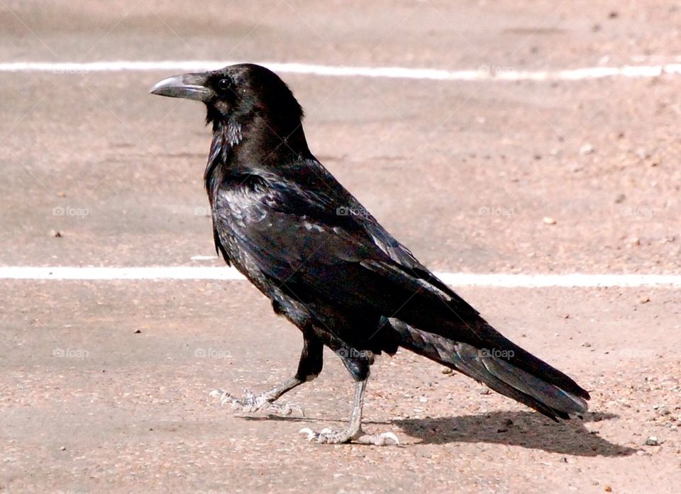 Crow