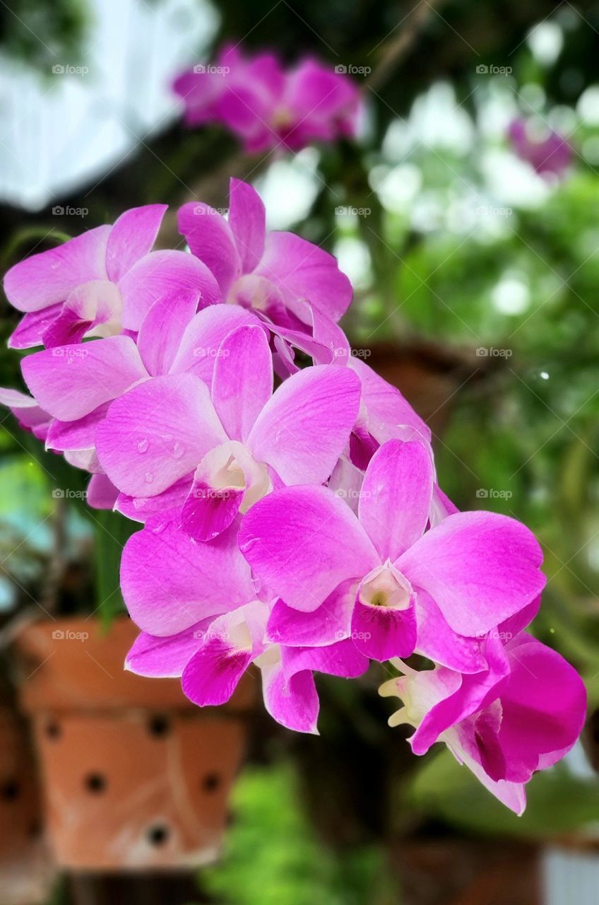 Orchid Flower