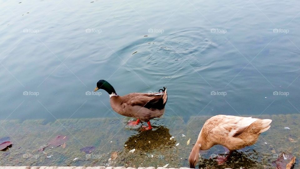 a beautiful ducks