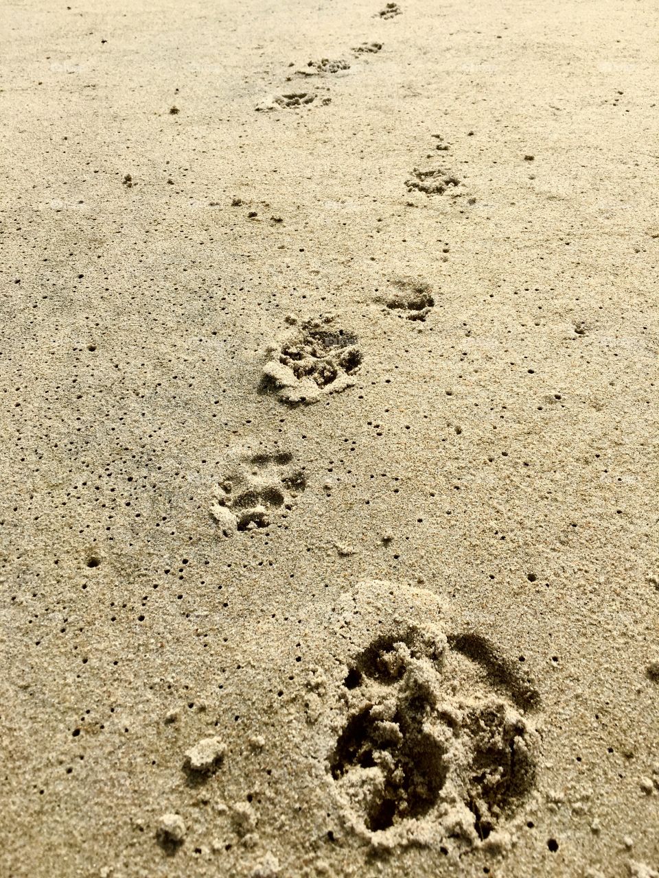 Overhead view of paw print on sand