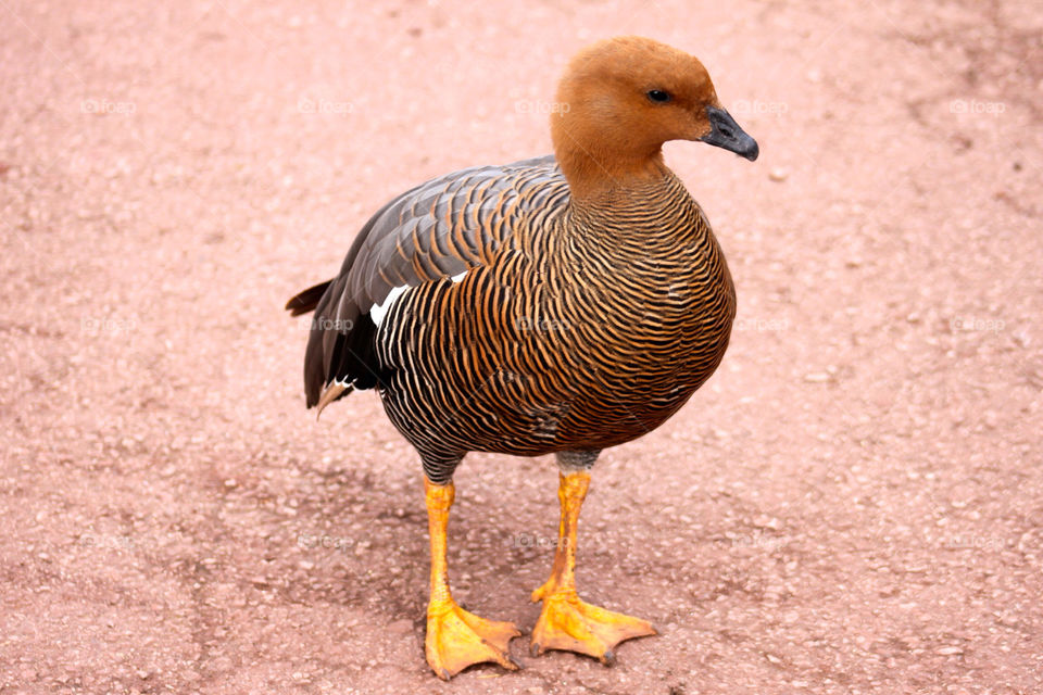 nature birds zoo duck by sicksaint77