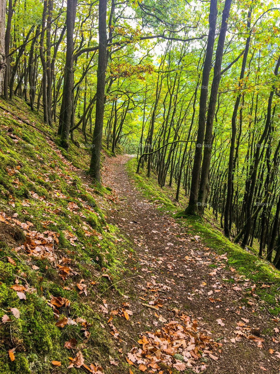 Moselsteig  hiking Trail 