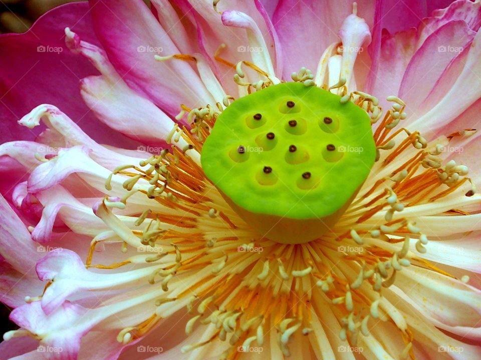 Close up of center of blooming lotus