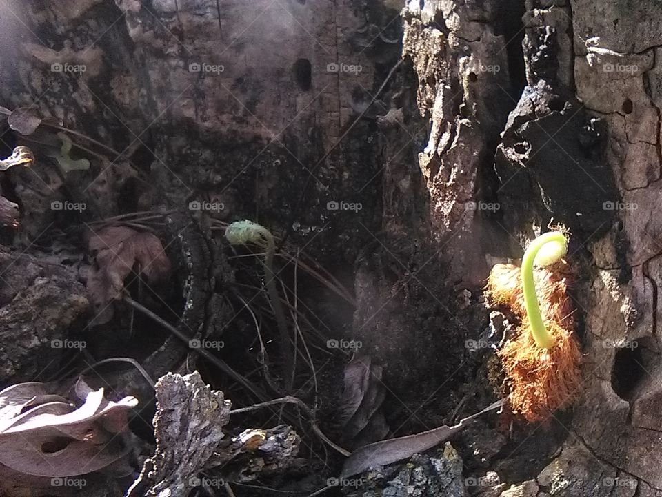 inside a stump growth begins