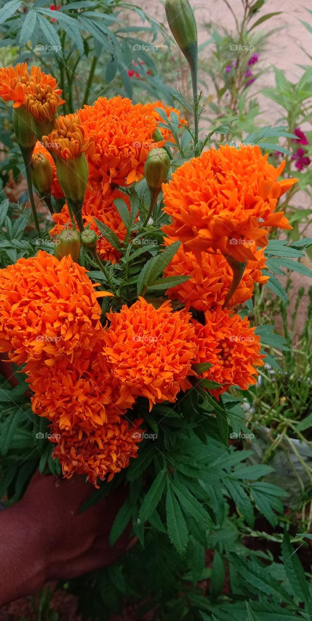 Peanut Buttercup or Peanut Butterplant