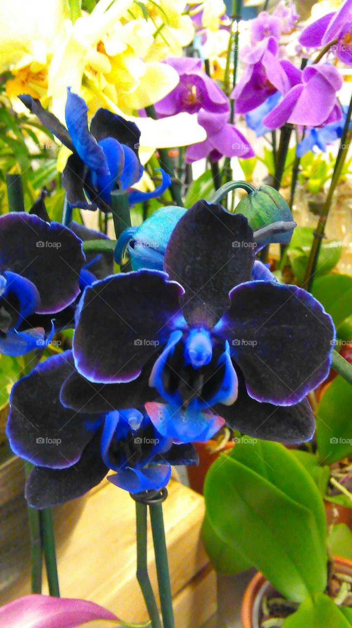 black orchids