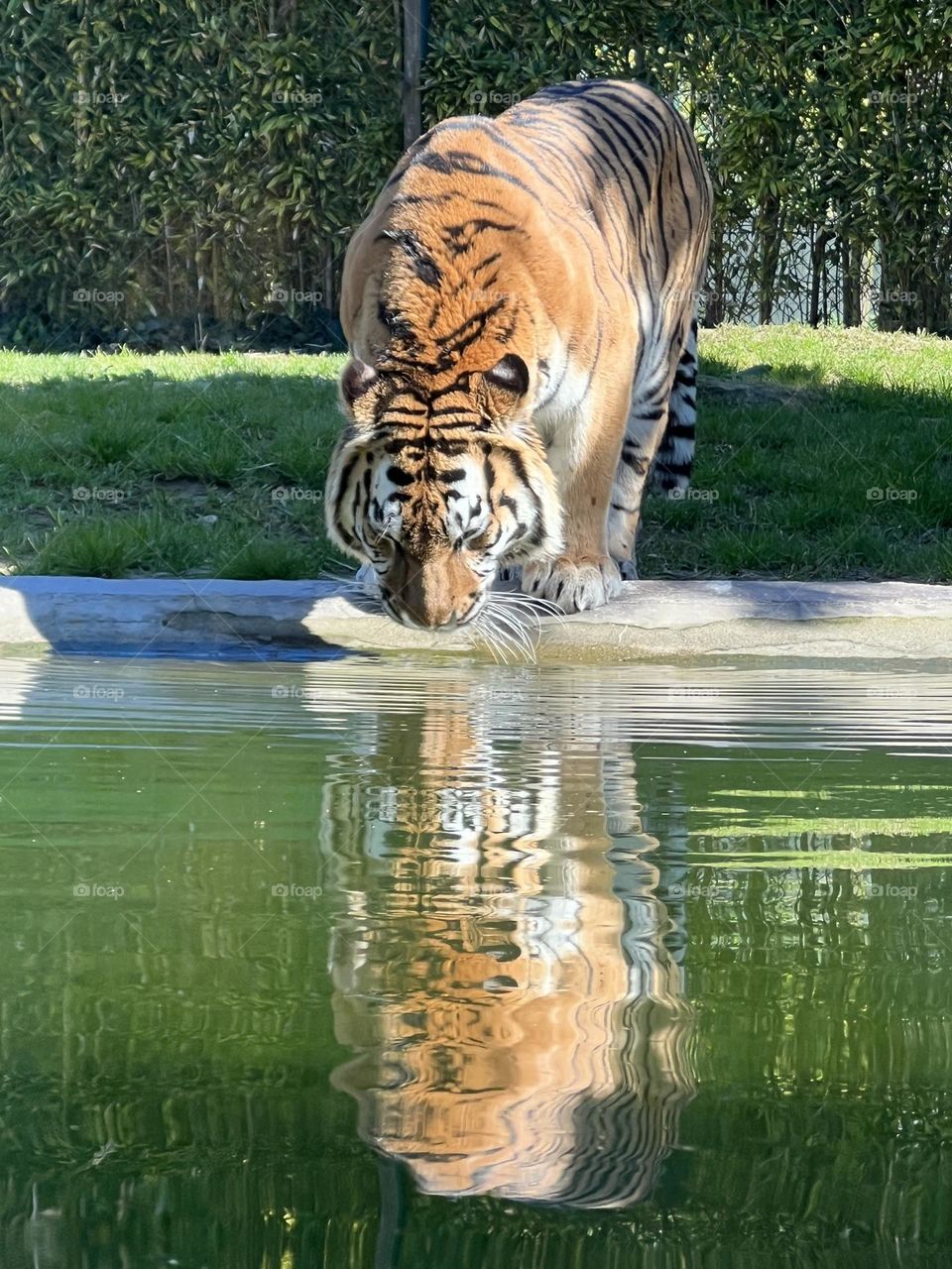 Tigre drink water 