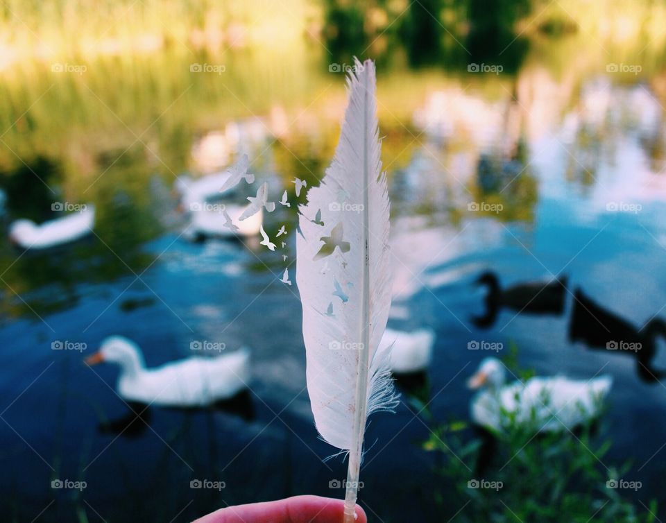 Someday I'll fly away . Photo of a feather I found at a duck pond
