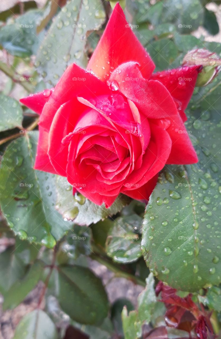Beautiful red rose in Normandy