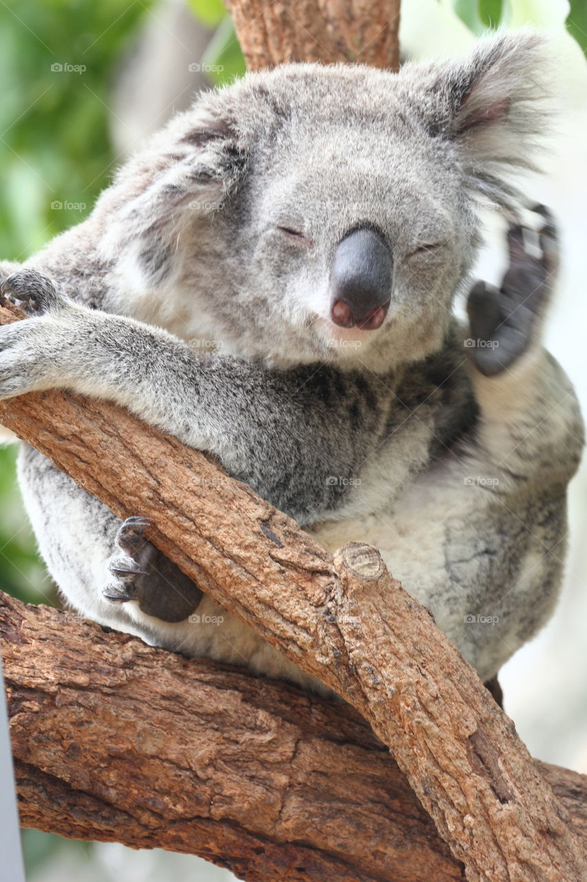 koala Itch