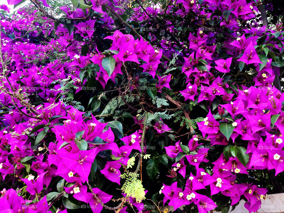 green flowers flower purple by a.bilbaisi