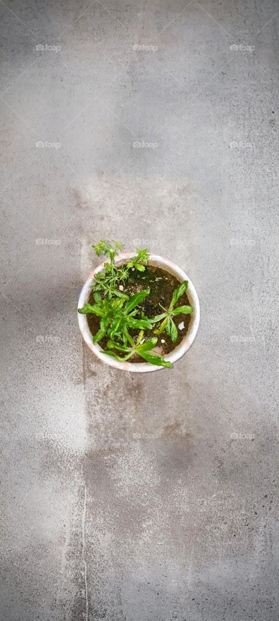 Growing the Culantro Plant