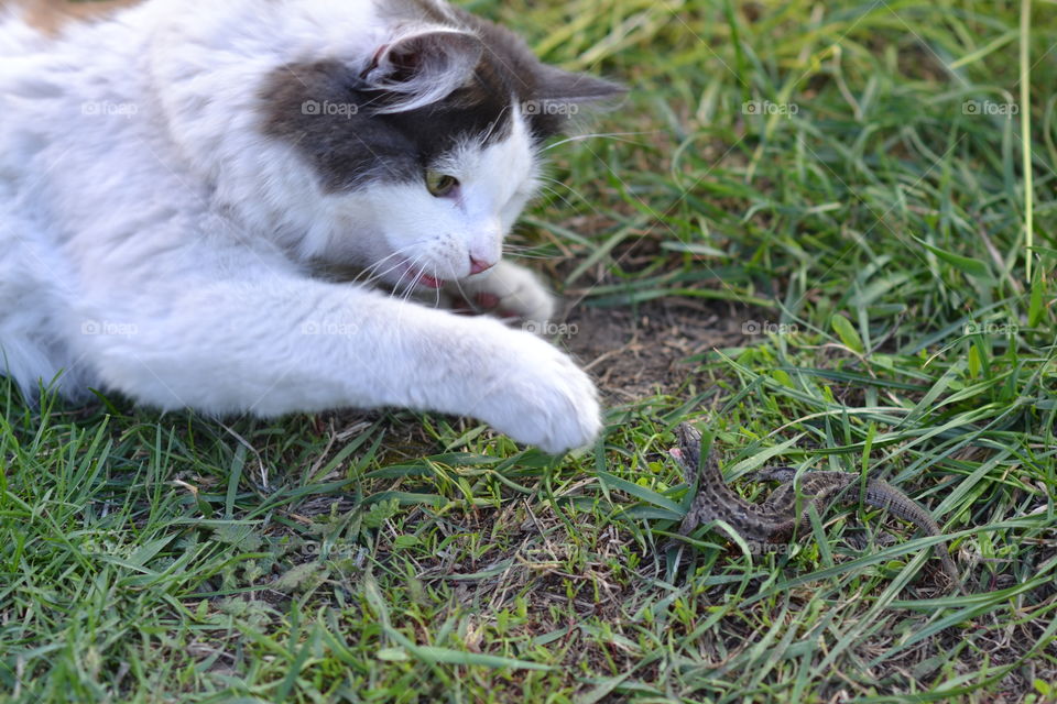 the cat and the lizard