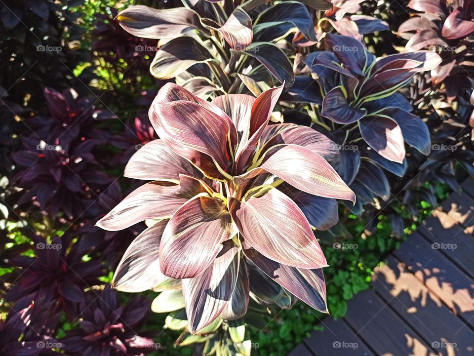 Portrait of a red flower.