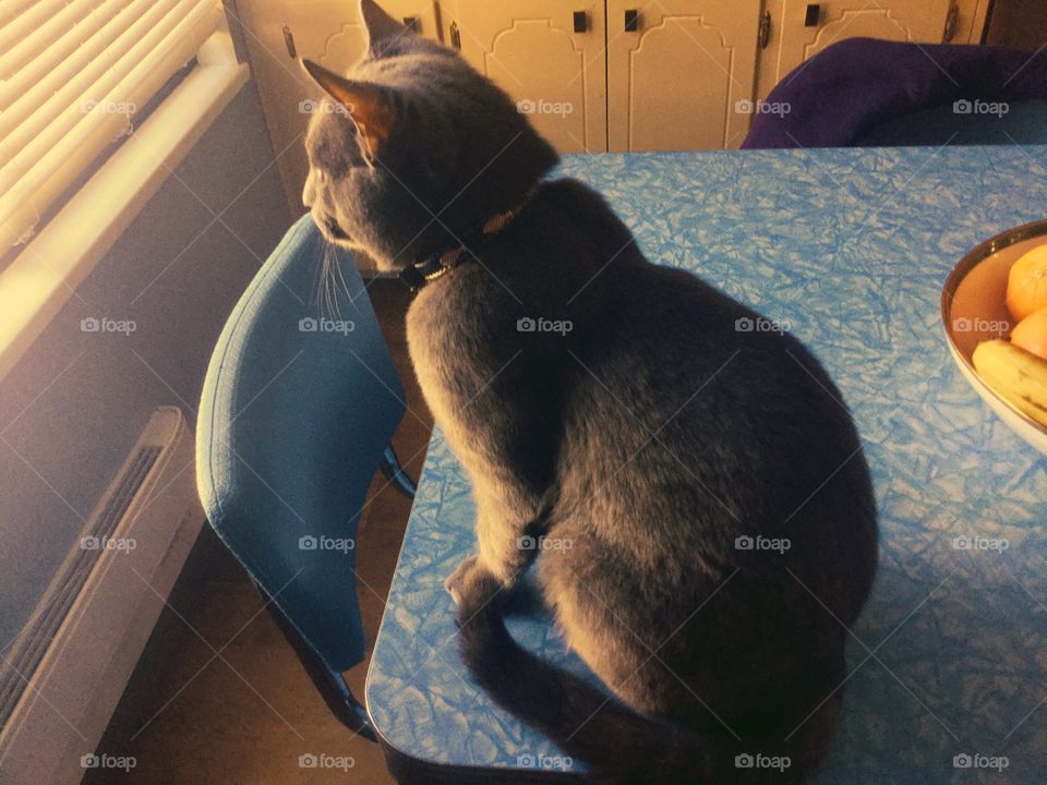 Cat looking longingly Out the Window 