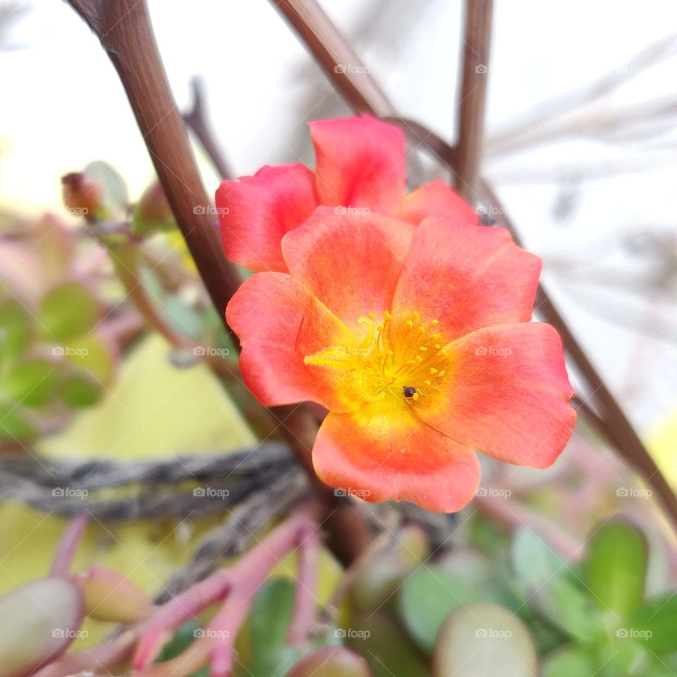 Moss-rose purslane

Portulaca grandiflora is a succulent flowering plant in the family Portulacaceae, native to southern Brazil, Argentina, and Uruguay and often cultivated in gardens. It has many common names, including rose moss, eleven o'clock,