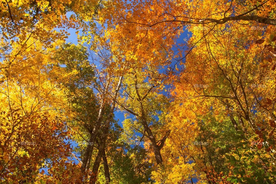 Trees of color in the fall