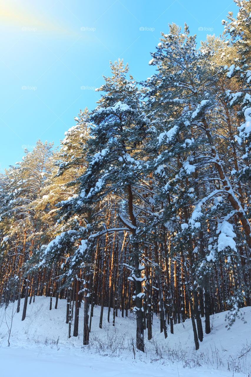 Sun in snow forest