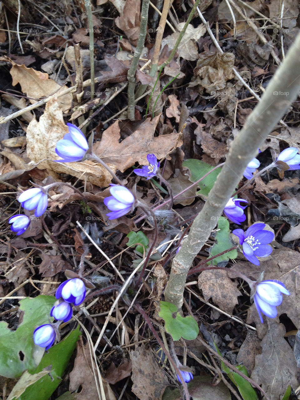 vaxön by annestenbeck