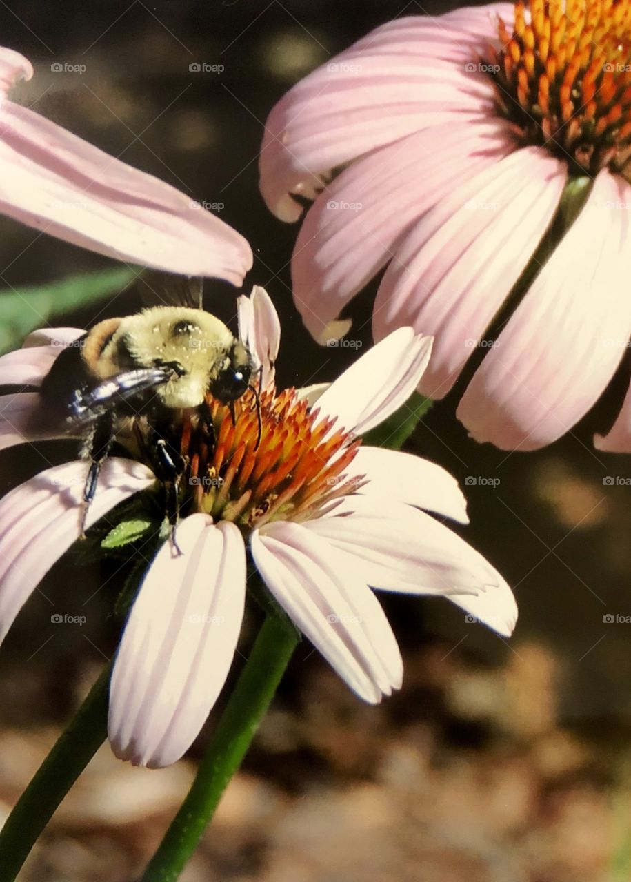 Bee pollenating echinacea 