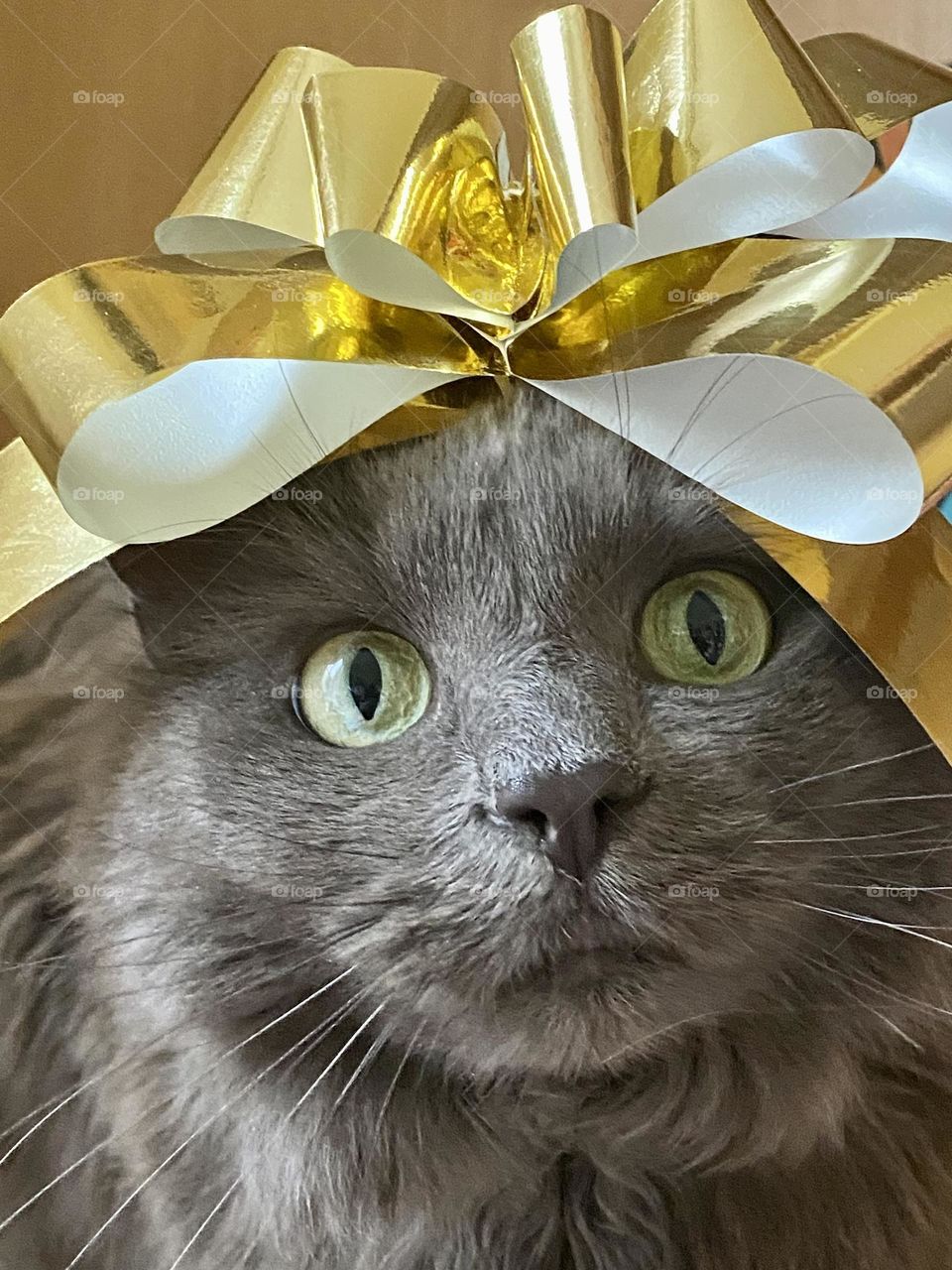 A fluffy grey cat wearing a shiny gold bow on her head