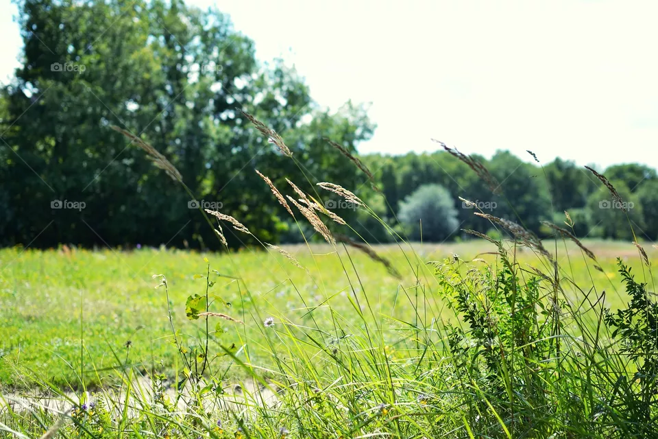 summer