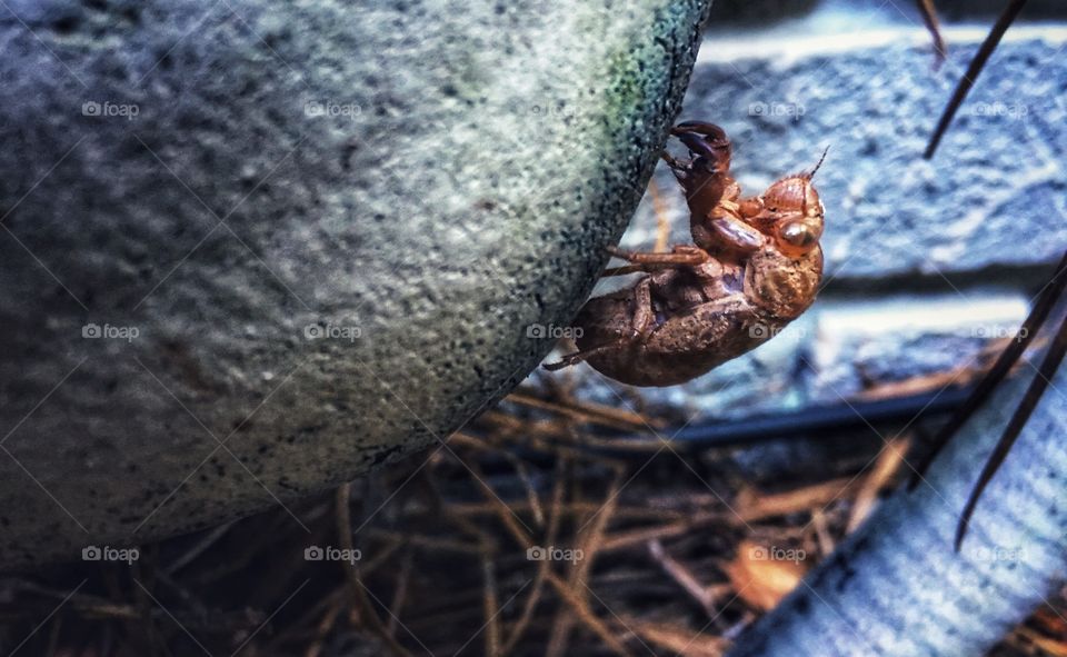Bug perched on an AC hose.