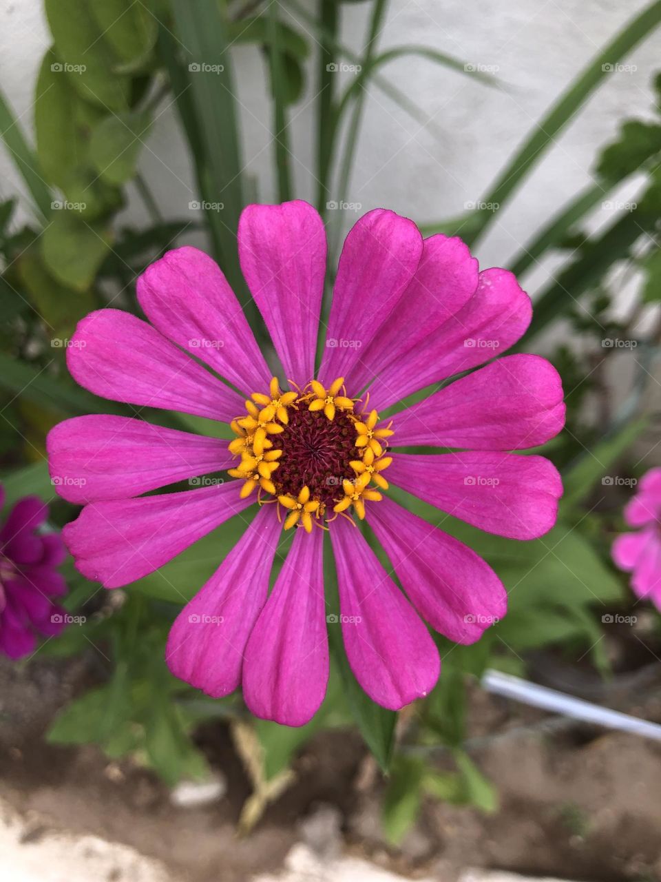 Pink beautiful flower