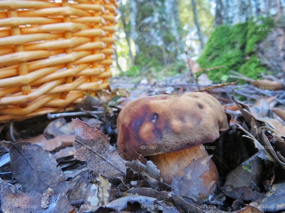 Boletus aereus - Edible mushroom - Sardinia ITALY