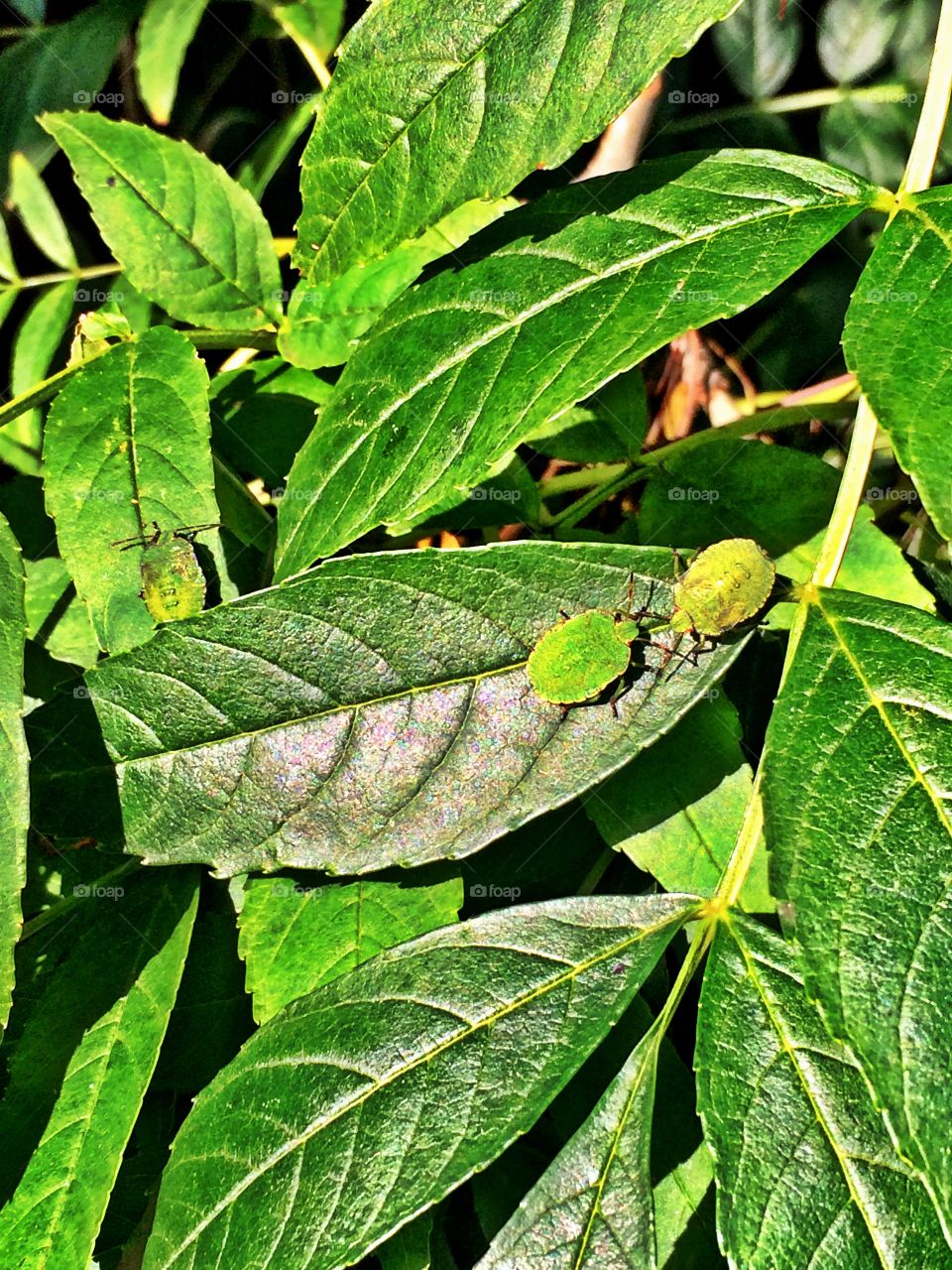 Pair of bugs on a leaf