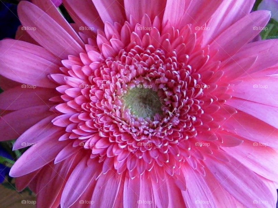 Pink Gerbera