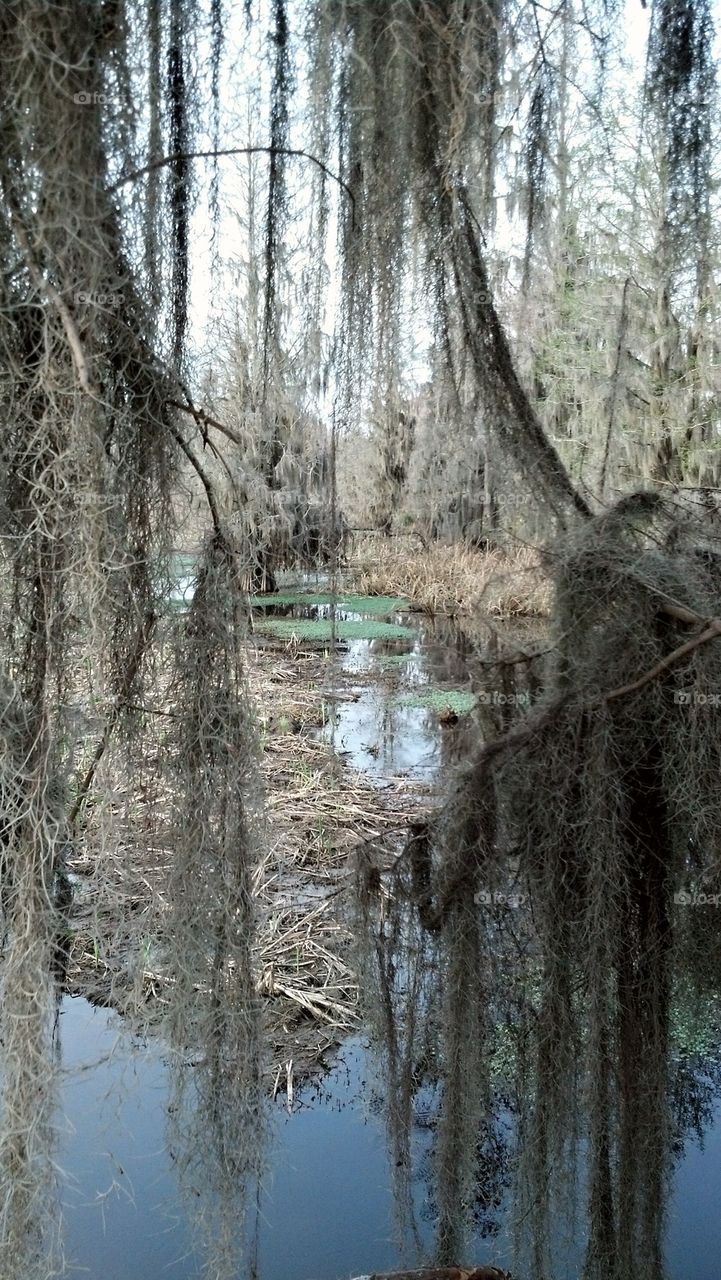 peaceful swamp 2