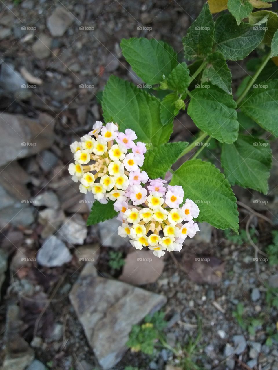 flowers 06